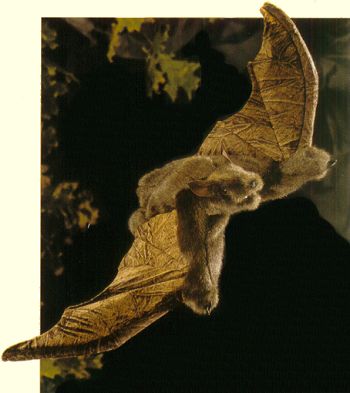 Folkmanis Plush Brown Bat