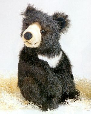 Himalayan Bear