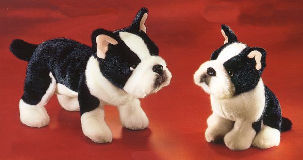 Boston Terrier Dog