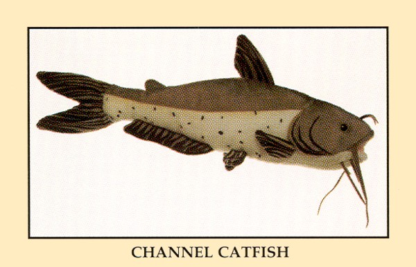 Buy Stuffed Catfish