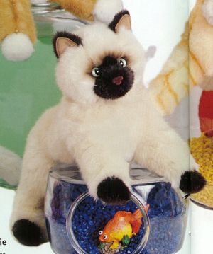 Himalayan Cat