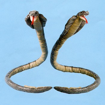 stuffed cobra