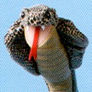 stuffed king cobra