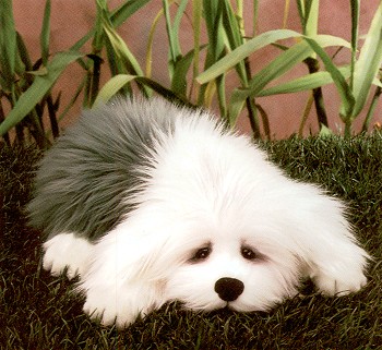 Lou Rankin Higgins Stuffed Plush English Sheepdog