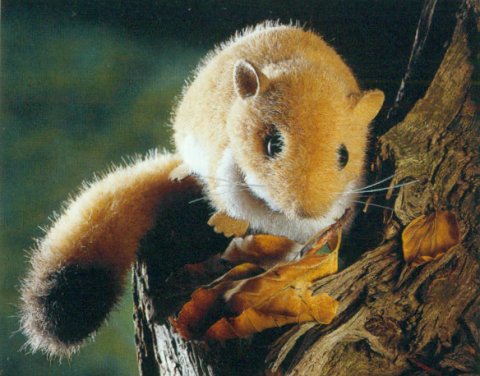 dormouse stuffed animal