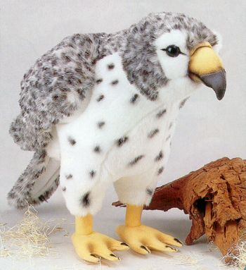 MDH Stuffed Prairie Falcon