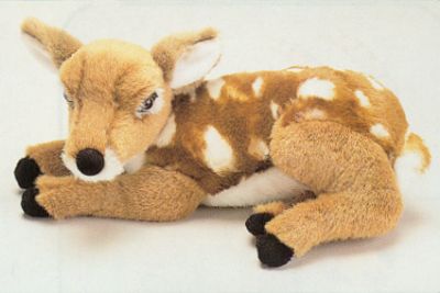 Fawn