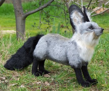 bat eared fox plush