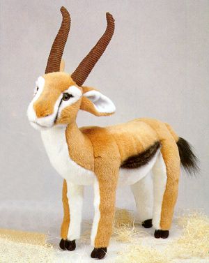 Thompson's Gazelle