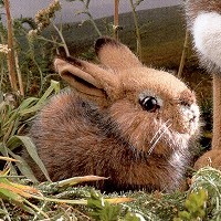 Buy Stuffed Baby Field Rabbit