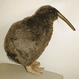 Kiwi