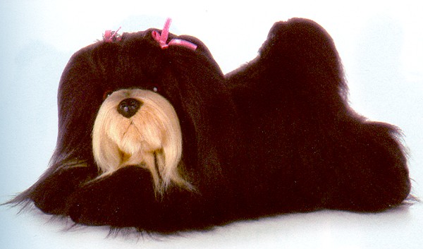 lhasa apso plush