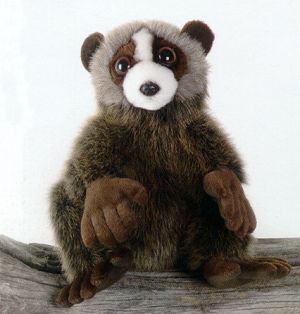 Loris