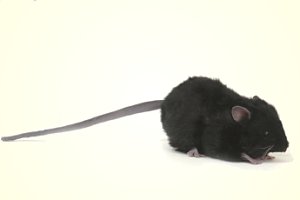 Hansa Plush Black Mouse