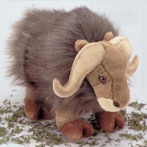 Musk Ox