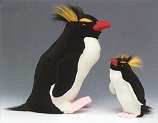penguinrockhop-e.jpg (5025 bytes)
