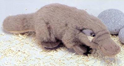 Stuffed Platypus