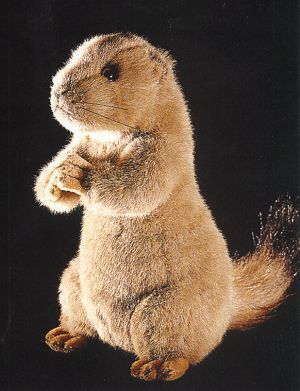 Prairie Dog
