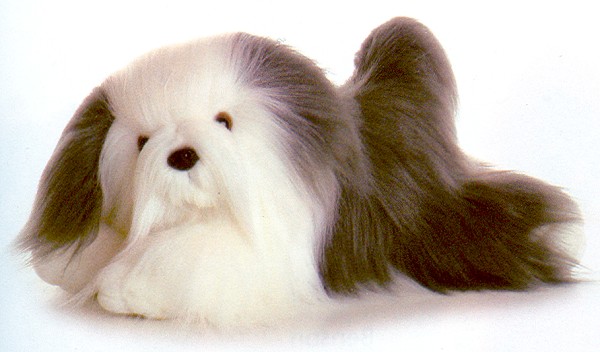 plush havanese