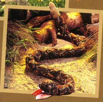 Folkmanis Rattlesnake