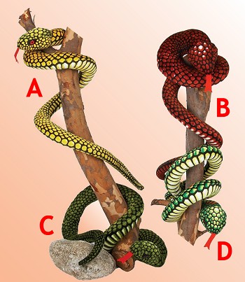 teddy snakes