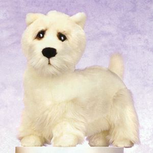 Westie west highland Terrier Dog
