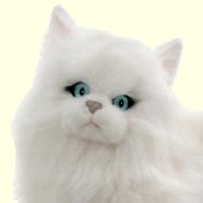 White Person Cat
