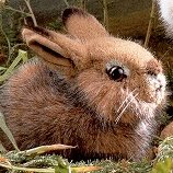 Baby Field Rabbit
