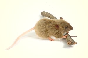 Hansa Plush Brown Mouse